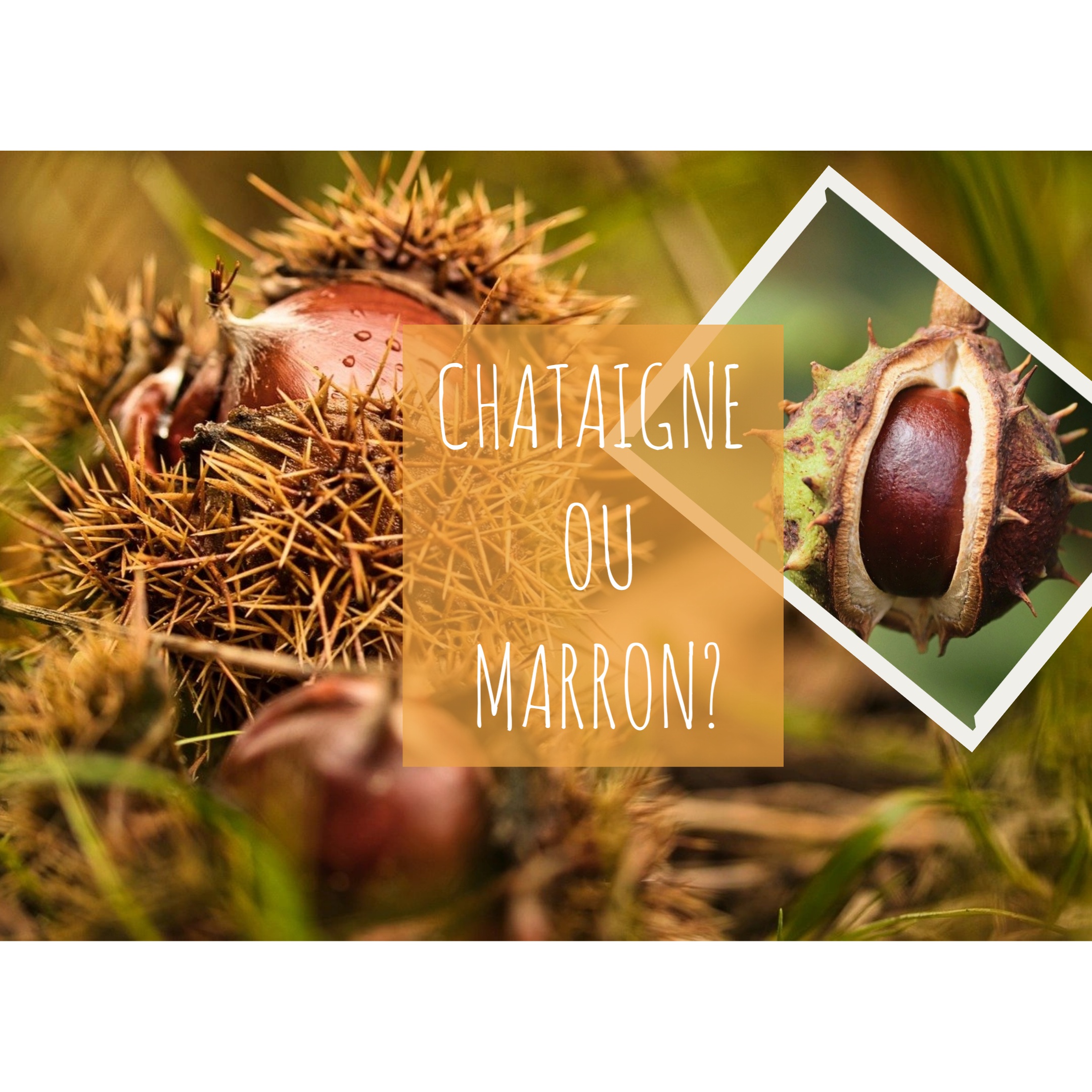 COMMENT DIFFERENCIER LA CHATAIGNE ET LE MARRON